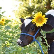 Dairy Dash 5K Trail Run logo
