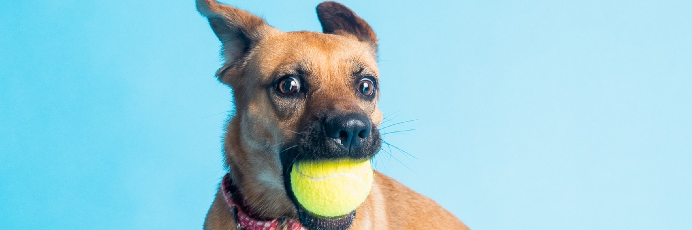 Humane Society of Erie County 5K Run/Walk: Run, Walk, Brew, Rescue