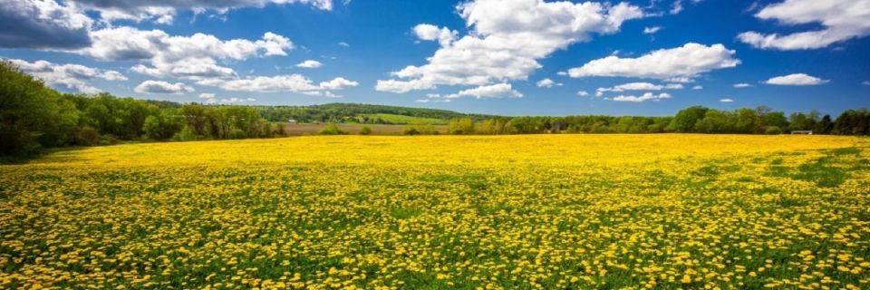 Dandelion Run - 5k / 10k Trail Race