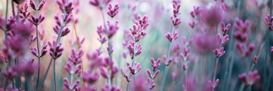 Barryton Lilac Festival 5K