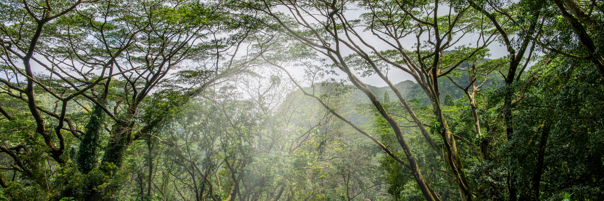 Jurassic Jaunt – 5K, 10K, 10M, and Half Marathon