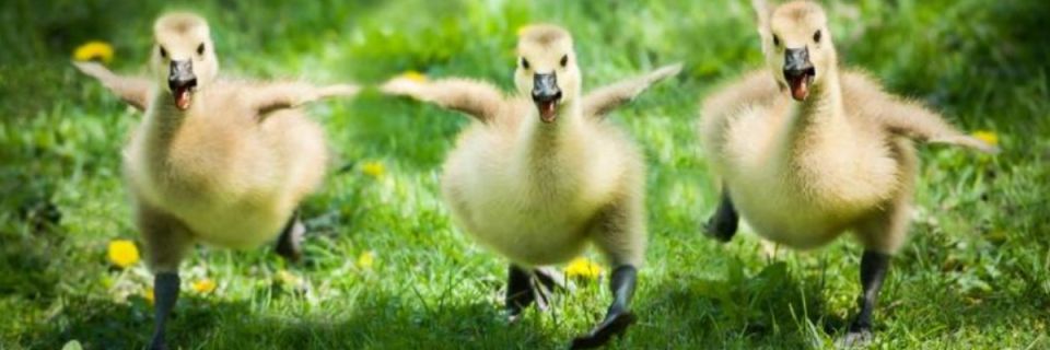 North Star's Duck Dash 5k & Kid's Fun Run