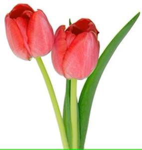 Tulip Trot 5k logo