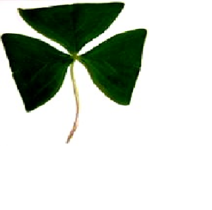 Almost Half Way to St. Patrick's Day 5K logo