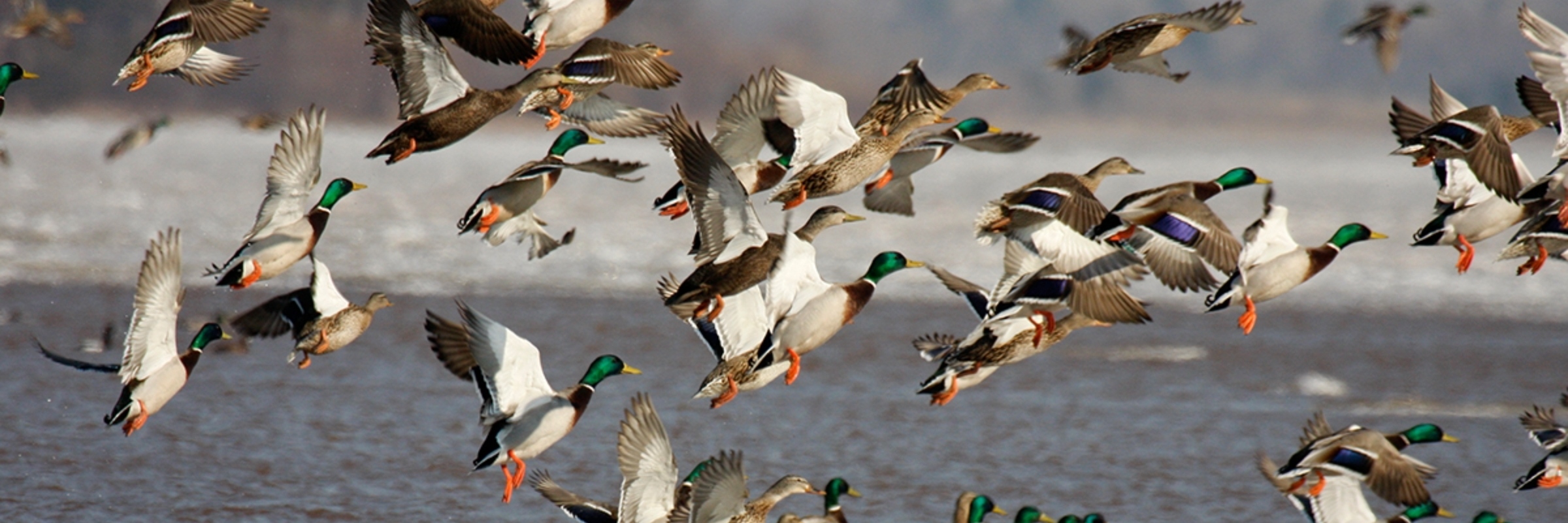 duckDNA Application Portal