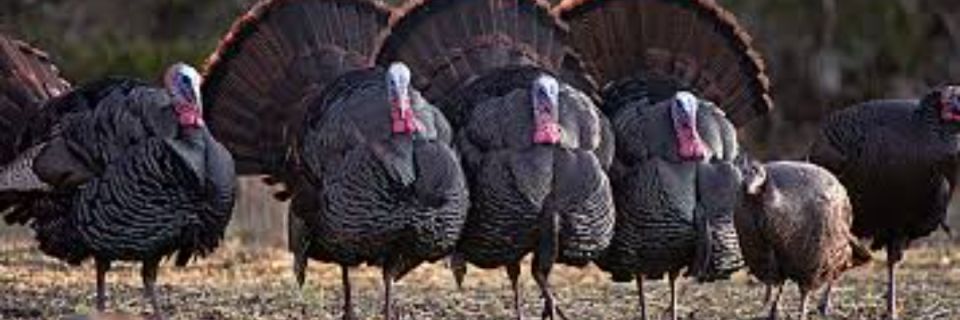 Wild Turkey 3 Miler