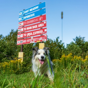 The North Face Tails and Trails Hiking Series logo