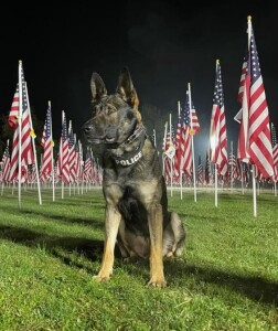 Paws on Patrol logo