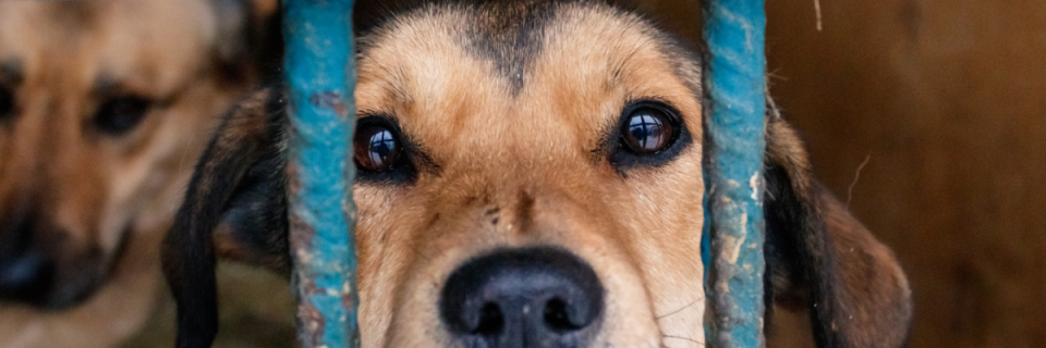 Paw Prints PetFest & 5K