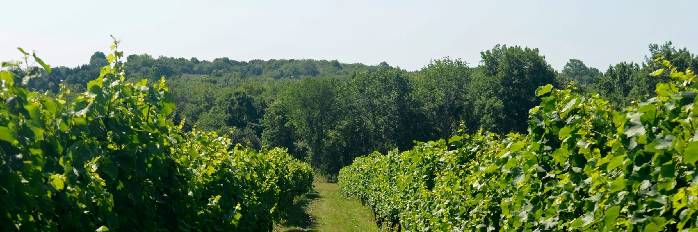 Stonington Vineyards Wine Run Turkey Trot 5k
