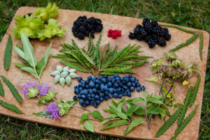 MMTA Wild Edibles and Medicinal Plant Walk logo