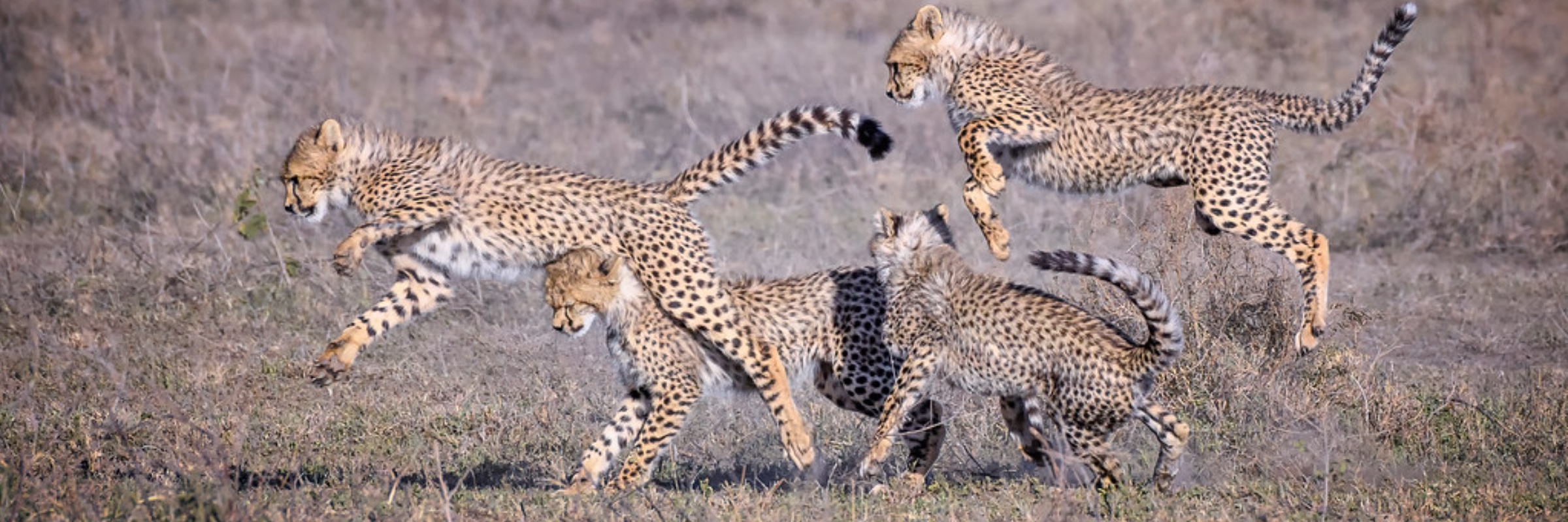 Run (or Walk) Like a Cheetah