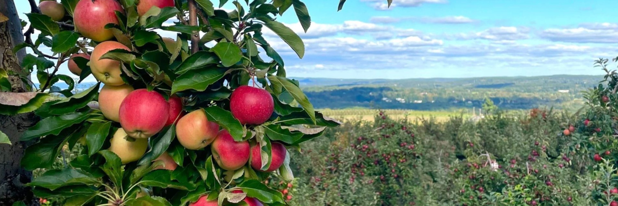 Lyman Orchards Pie Run