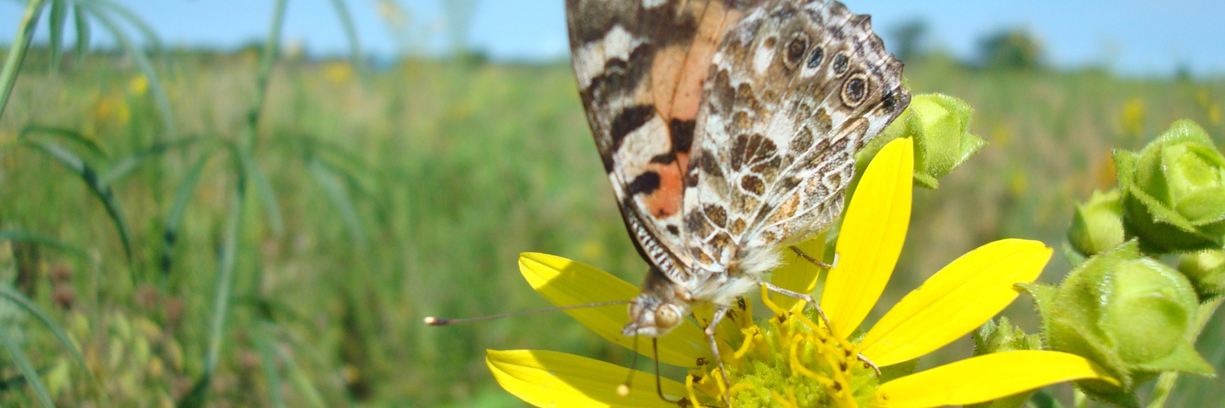 Rattlesnake Master Run for the Prairie