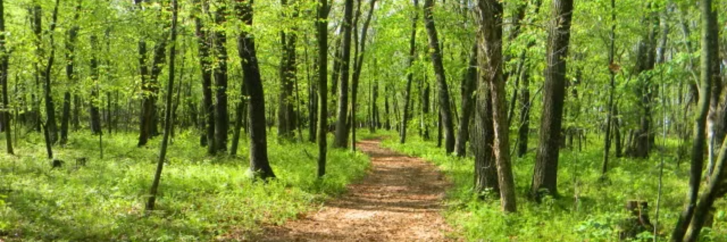 Storm the Woods - Mason Run at Chester Woods