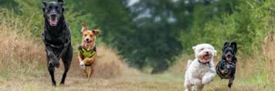 Animal Friends 5K and Dog Jog