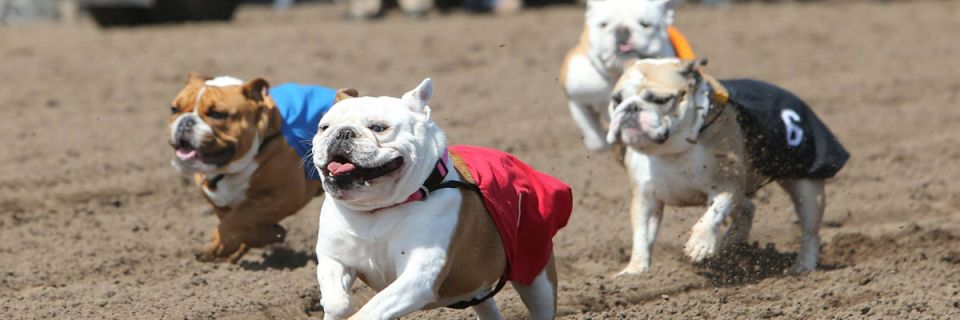 Running with the Dogs
