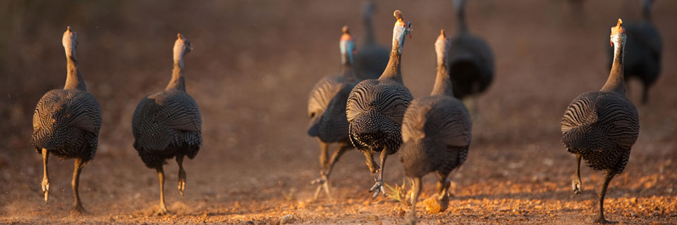 Huntertown Turkey Trot Fun Run