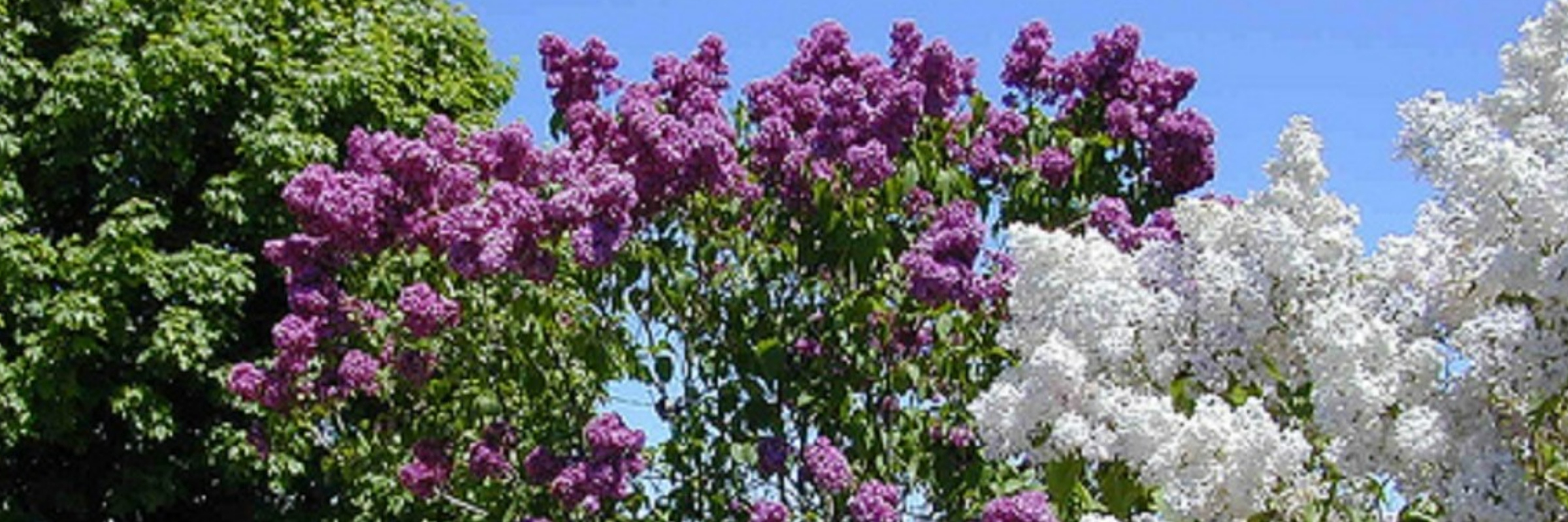 Mackinac Island Lilac Festival 10K