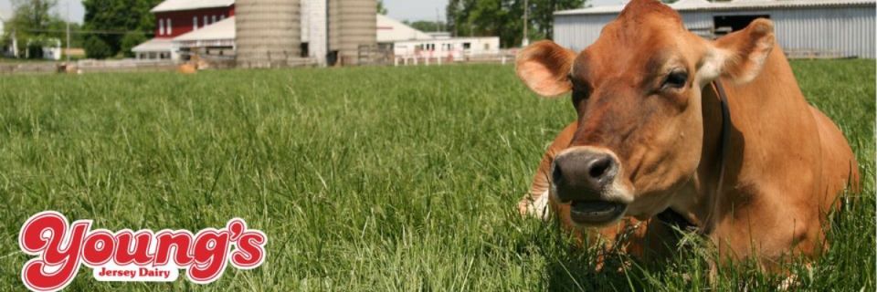 Young's Jersey Dairy Cheddar Challenge 5k