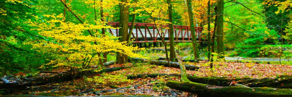 Into the Woods 5 Miler