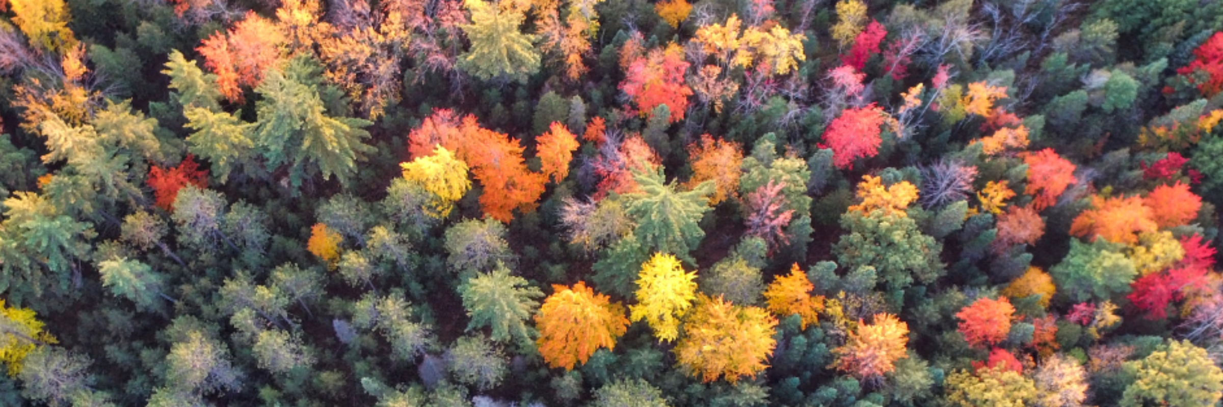Run for the Trees: Happy Little (Virtual) 5K