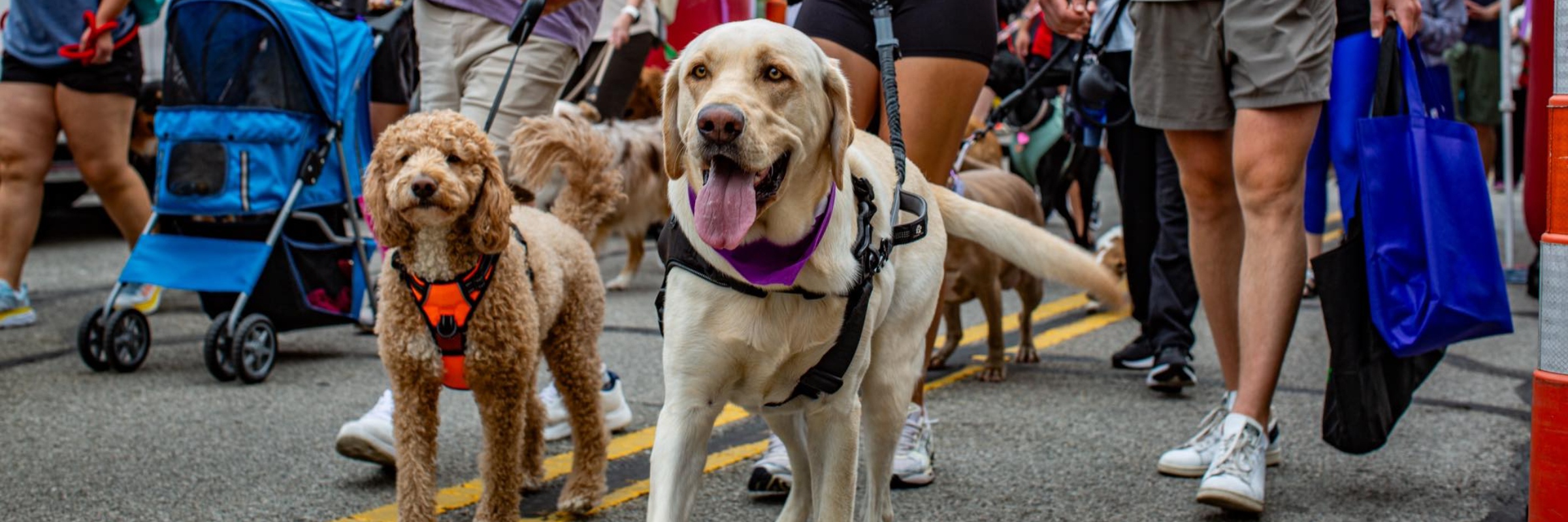 Bark in the Park