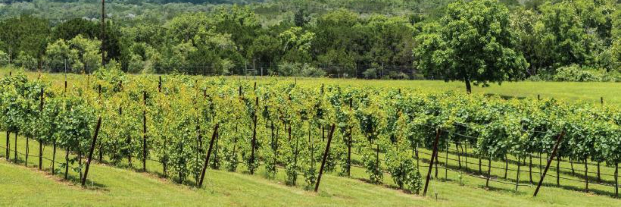 Carter Creek Wine Run 5k