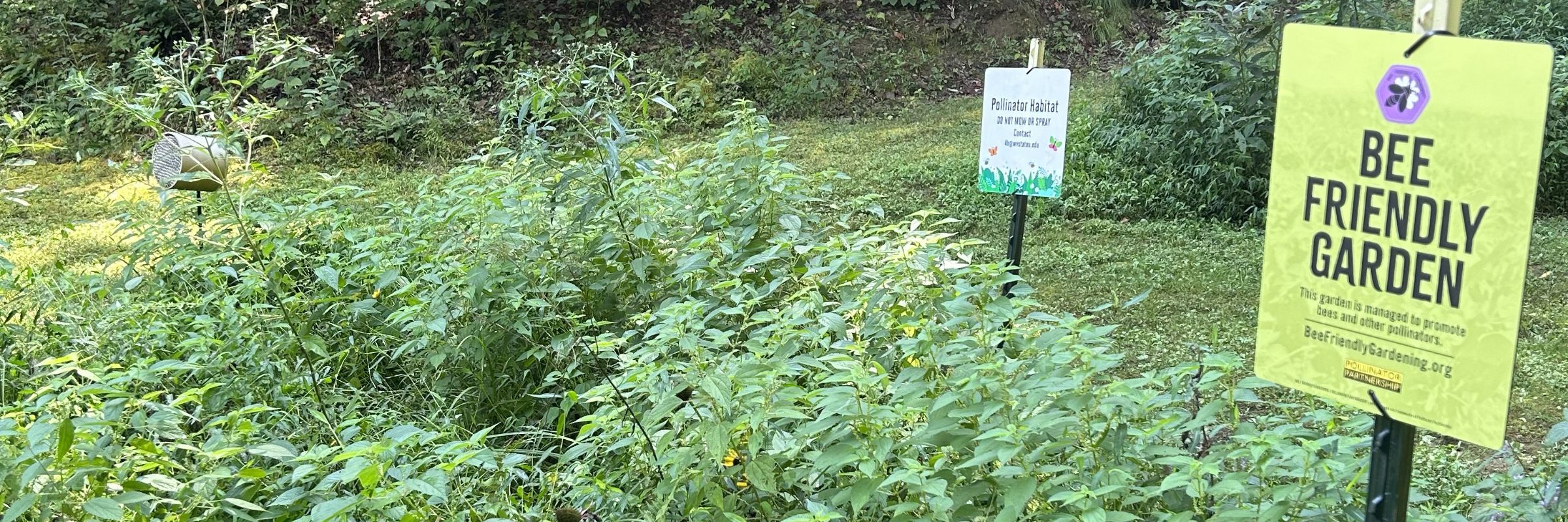 Pollinator Power: A Family Night at Meeks Mountain