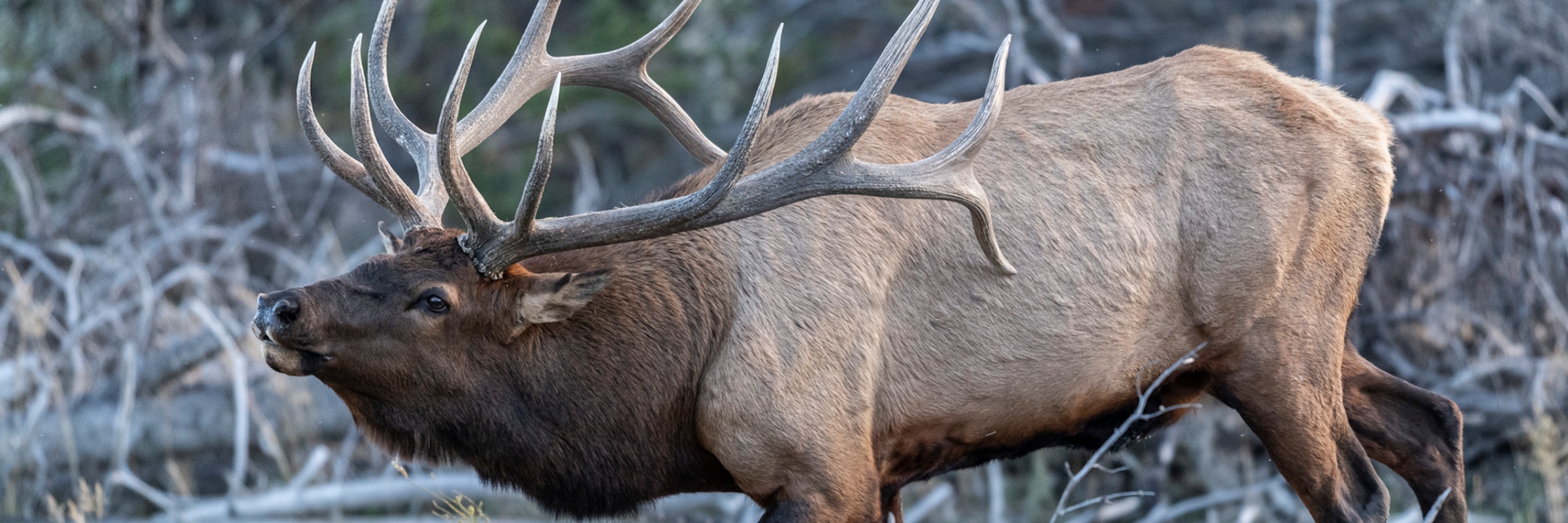 TOUGH ELK