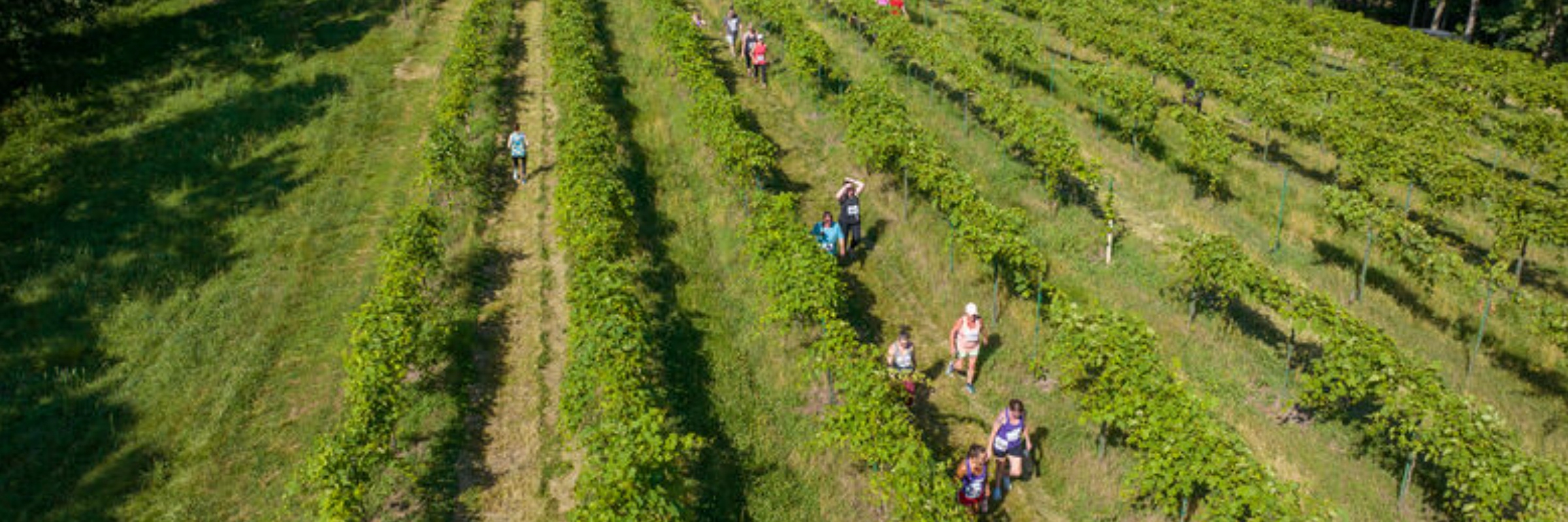 Adam Puchta Wine & Swine Vineyard 5K