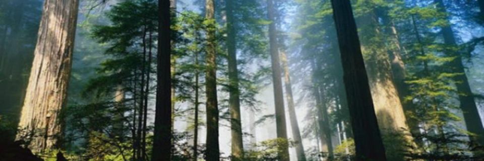 Santa Cruz Trail Run