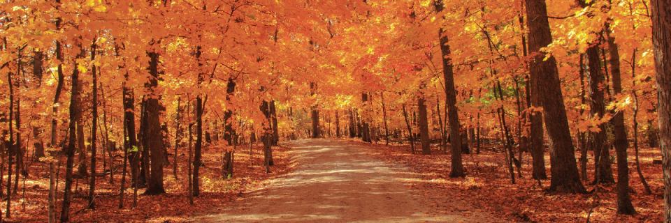 The Innsbrook Half Marathon & 10k