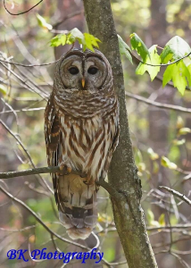 Hoot Done It? A Meeks Mountain Evening Owl Investigation logo