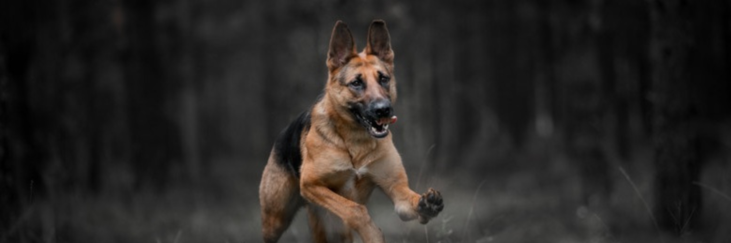 Skagit County K9 Heroes Fund - Muddy Paws!  Fun Run/Walk 2.1 mi, 5k, 10k