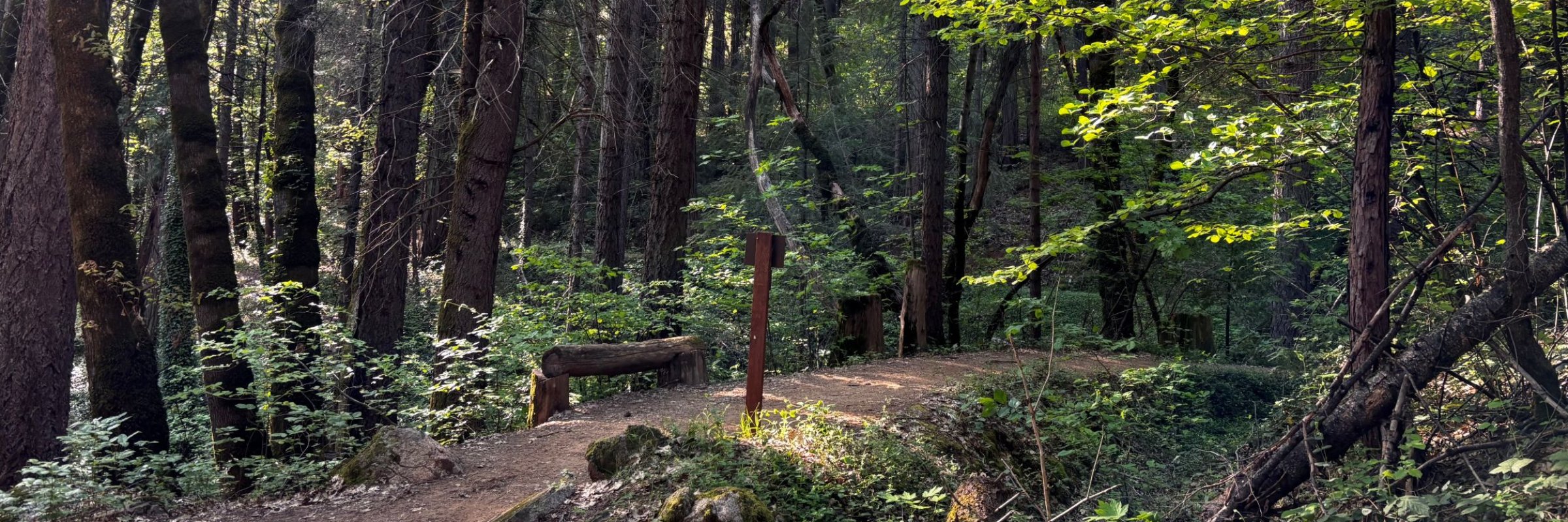 Champion Mine Trail Race