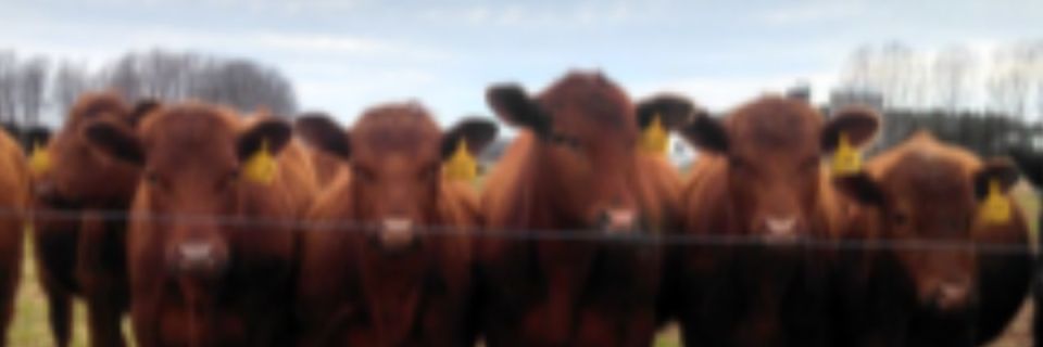 Run with the Cows 5K