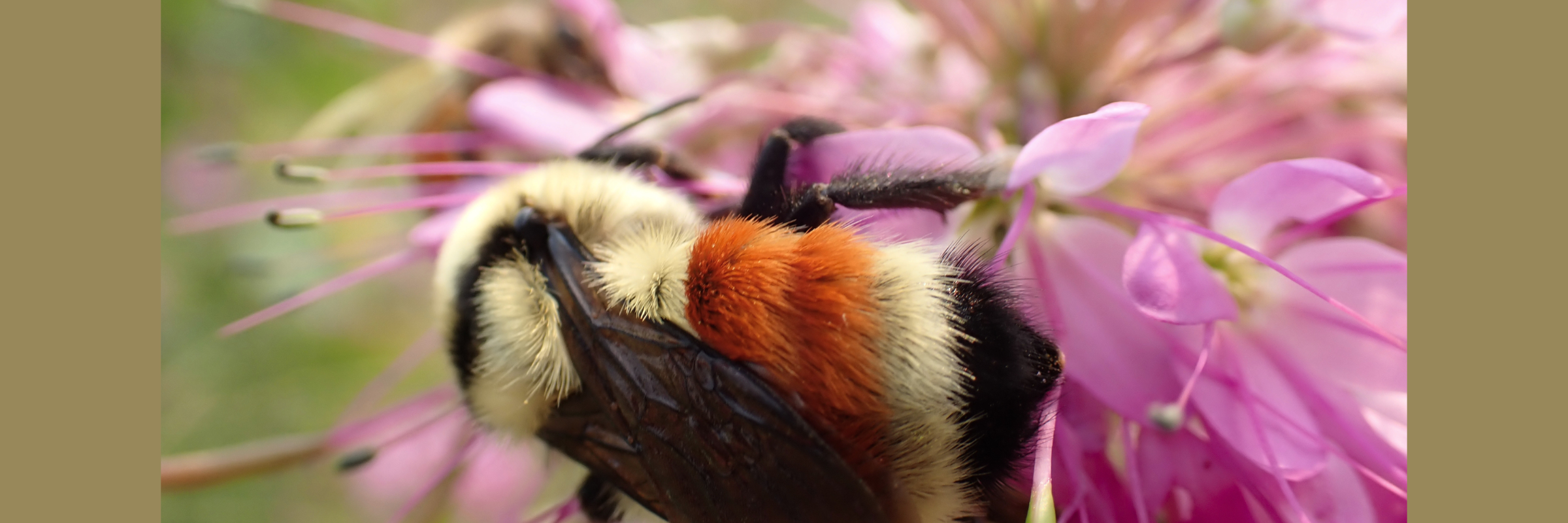 Trail Running + Pollinator Science: MTC x The Xerces Society