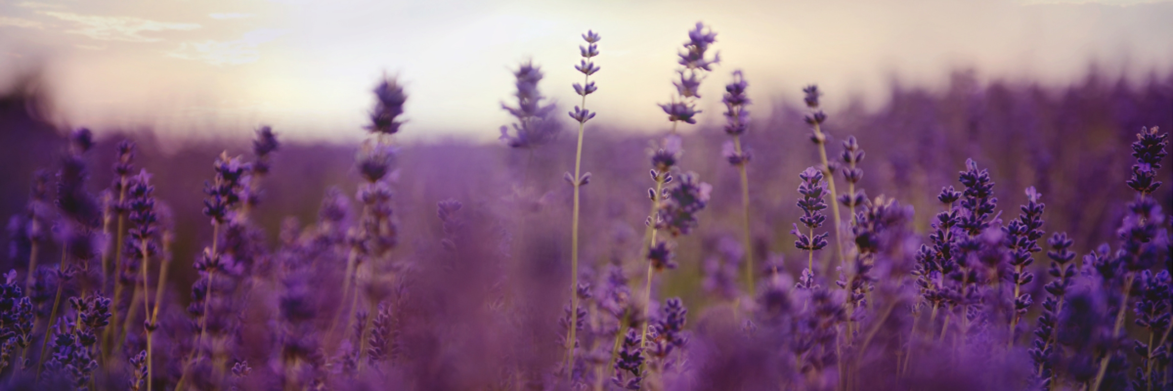 Tour de Lavender