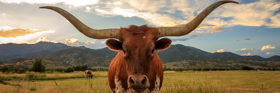 Texas Trail Running Eco Series