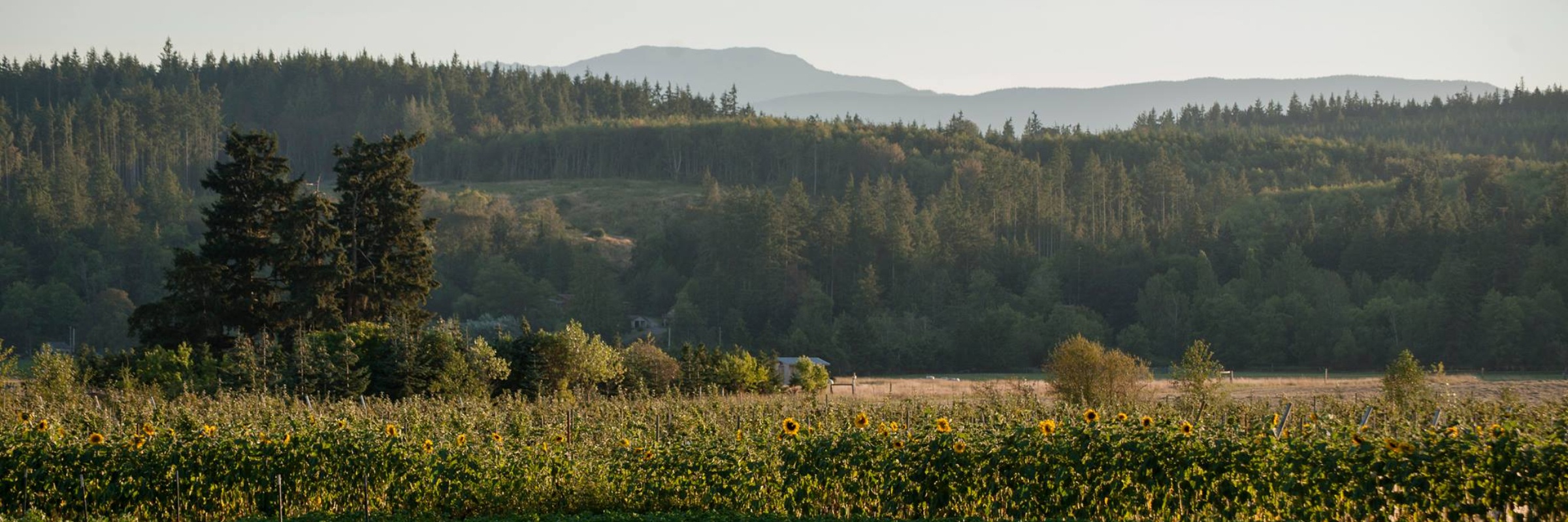 Finnriver Farm Spiked Apple 5k