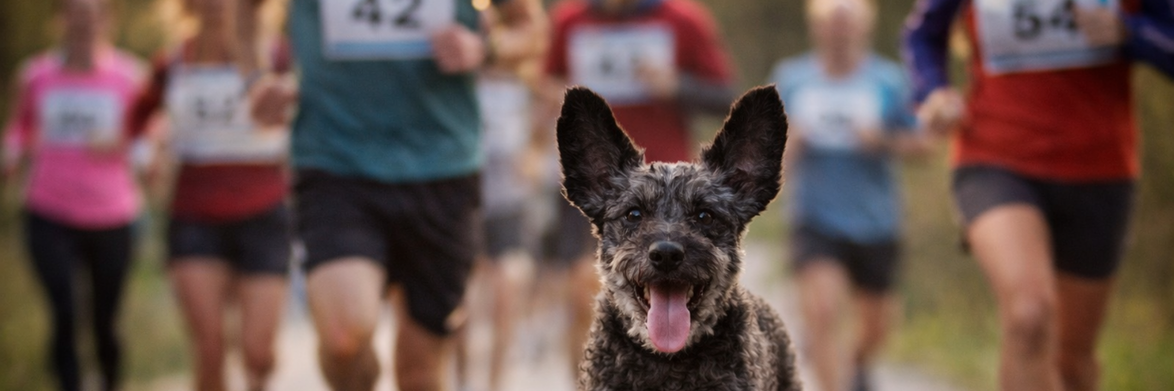 The Buzz Run + Stylin Paws Downtown Dog Walk