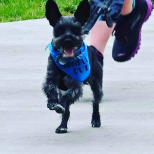 The Buzz Run + Stylin Paws Downtown Dog Walk logo