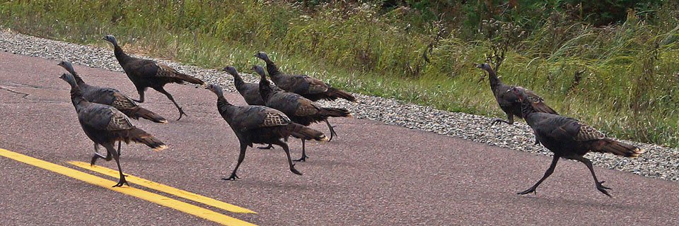 Gobble Waddle 5K/10K