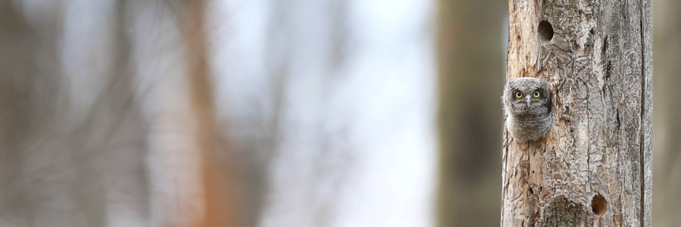 2026 RAPTOR 5K presented by Wild Birds Unlimited - Cincinnati