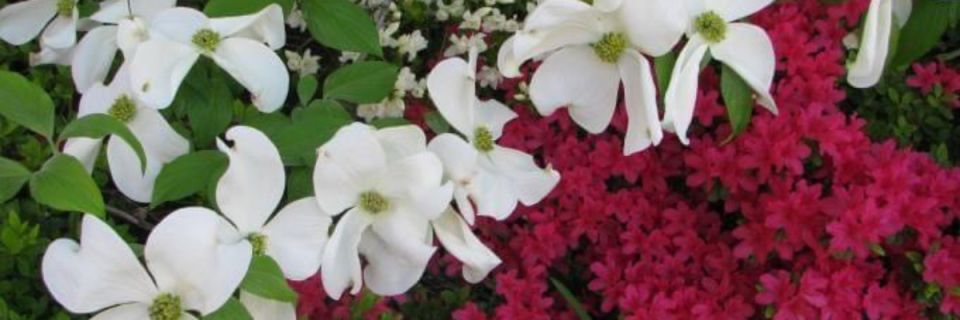 Dogwood-Azalea Festival 5k