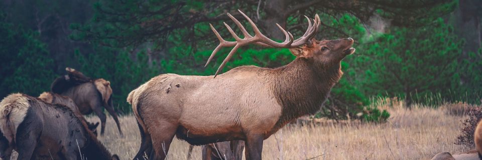 Run for the Elk Race Festival: Marathon, Half Marathon, 10K and 5K