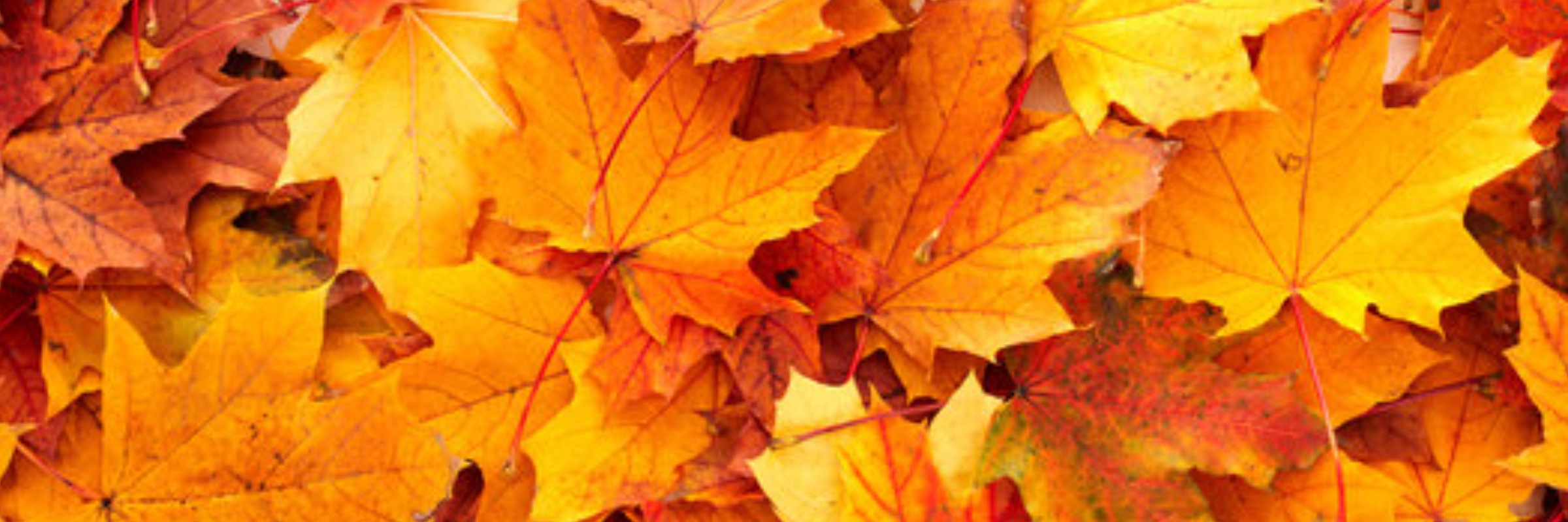 2026 Leaf Peeper Half Marathon