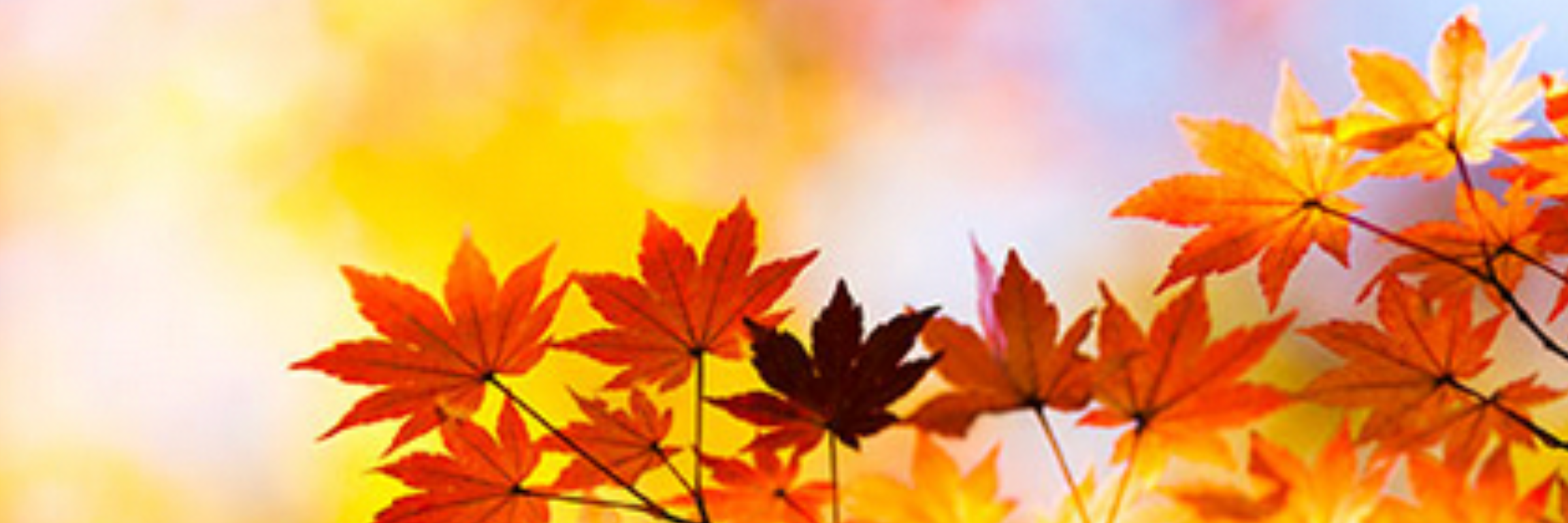 Falling Leaves 8 miler and 5K