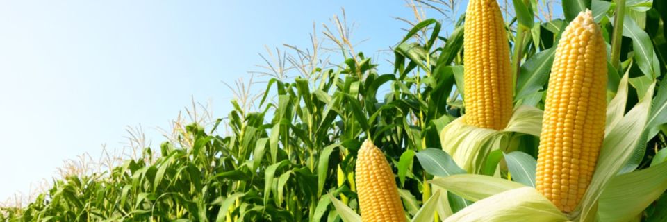 Run for the Corn